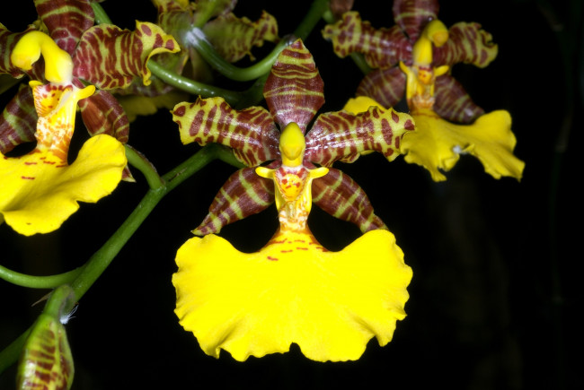 Обои картинки фото цветы, орхидеи, желтый, коричневый, экзотика