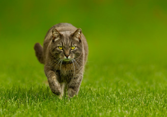 Картинка животные коты трава кот фон зеленый