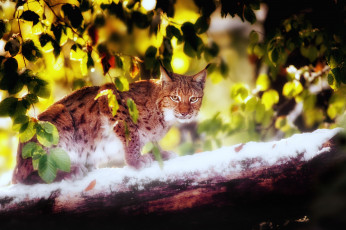 Картинка животные рыси листья взгляд снег кошка рыжий