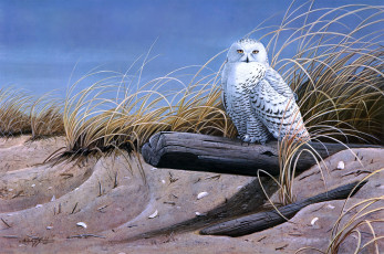 Картинка against the wind рисованные wilhelm goebel песок сова
