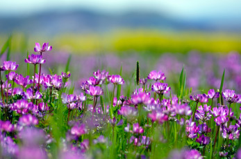 Картинка цветы луговые полевые клевер луг