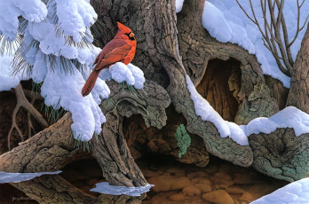 обоя the, witness, tree, рисованные, jerry, gadamus, птица, кардинал, зима