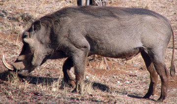Картинка животные свиньи кабаны клыки бивни кабан секаЧ вепрь хвост