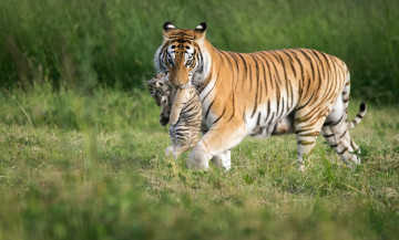 Картинка животные тигры переноска малыш мама тигренок