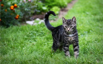 Картинка животные коты полосатый трава зелень кот