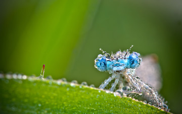 Картинка животные стрекозы зелень капельки роса насекомое