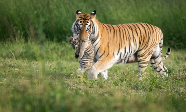Обои картинки фото животные, тигры, переноска, малыш, мама, тигренок