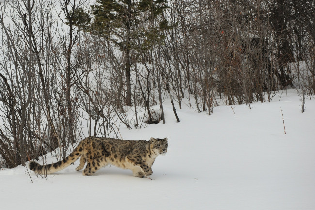 Обои картинки фото животные, снежный, барс, ирбис, хищник, охота, снег