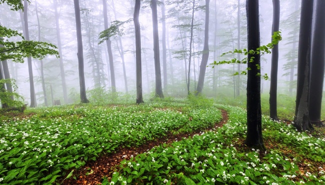 Обои картинки фото природа, лес, деревья, цветы, тропа, весна, туман