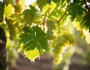 Картинка природа Ягоды +виноград виноград листва грозди виноградник grapes the vineyard leaves