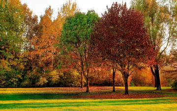 Картинка природа парк осень листопад деревья