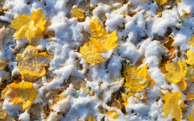 Обои картинки фото природа, листья, первый, снег, евгений, цап, желтые