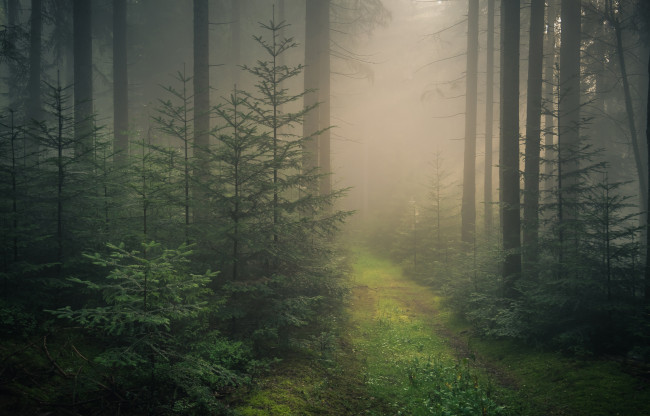 Обои картинки фото природа, лес, деревья, black, forest, шварцвальд, ели, baden-wurttemberg, germany, баден-вюртемберг, туман, дорога, германия