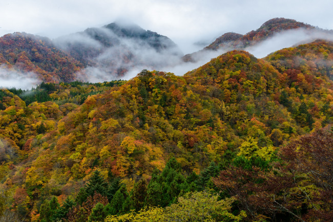 Обои картинки фото природа, горы, деревья, туман, осень, лес
