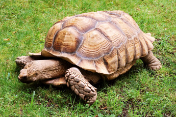 Картинка животные Черепахи Черепаха пресмыкающиеся ползёт панцирь хордовые