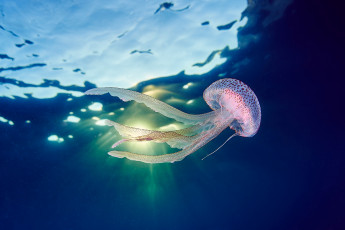Картинка животные медузы море океан вода подводный мир