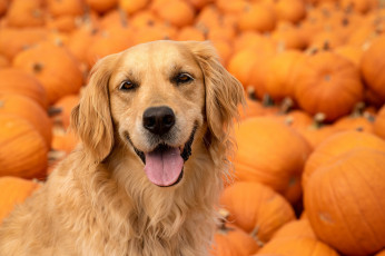 Картинка животные собаки золотистый ретривер голден тыквы собака морда взгляд язык