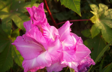Картинка цветы гладиолусы розовые