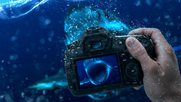 обоя разное, руки, рука, акулы, вода, камера, фотоаппарат