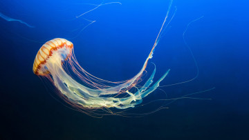 обоя животные, медузы, мир, вода, подводный, море, океан