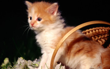 Картинка животные коты цветы корзина рыжий котенок