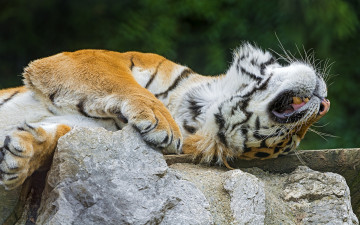 Картинка животные тигры тигр камень