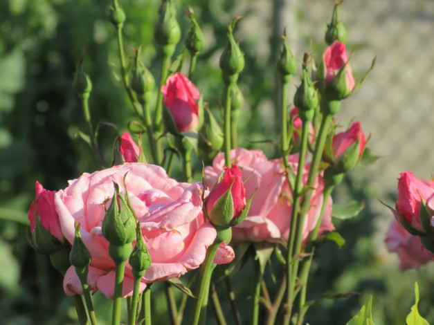 Обои картинки фото цветы, розы, лето, 2018