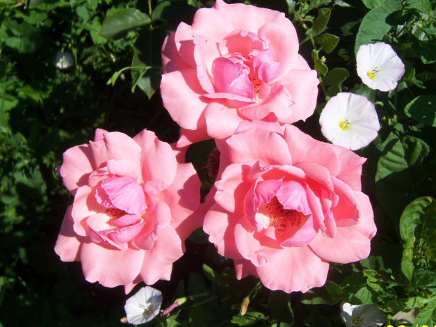 Обои картинки фото цветы, розы, трио