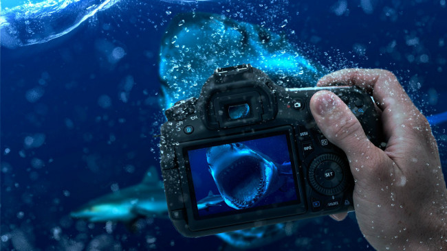 Обои картинки фото разное, руки, рука, акулы, вода, камера, фотоаппарат
