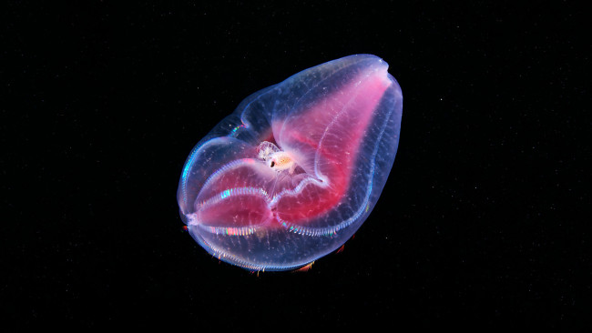 Обои картинки фото животные, медузы, подводный, мир, вода, океан, море