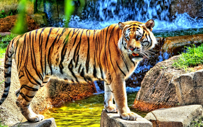 Обои картинки фото животные, тигры, ручей, водопад, камни, тигр