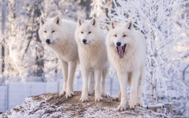 Обои картинки фото животные, волки,  койоты,  шакалы, волк, природа, деревья, полярные, снег, иней, зима, зоопарк, трое, белые, три
