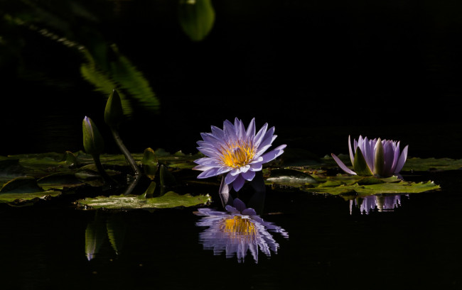 Обои картинки фото цветы, лилии водяные,  нимфеи,  кувшинки, сиреневая, вода, отражение, нимфея