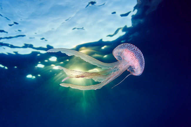 Обои картинки фото животные, медузы, море, океан, вода, подводный, мир