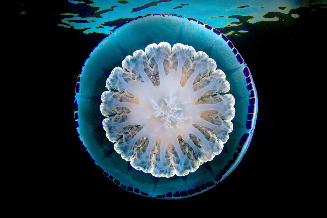 Обои картинки фото животные, медузы, вода, мир, океан, море, подводный