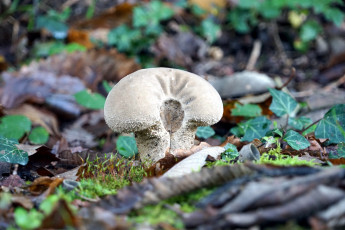 обоя природа, грибы, грибок