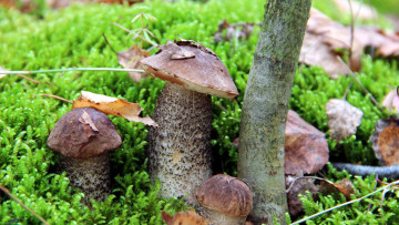 Картинка природа грибы подберезовик