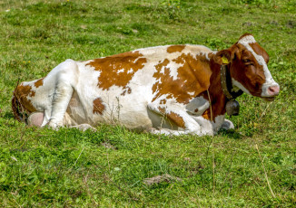 Картинка животные коровы +буйволы alpine milk cow