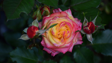 Картинка цветы розы двухцветная роза бутоны