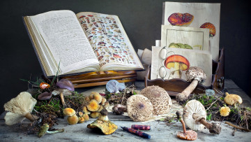 обоя еда, грибы,  грибные блюда, картинки, очки, книга