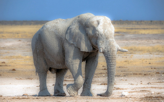 Обои картинки фото слон альбинос, животные, слоны, слон, альбинос, слоновые, хоботные, млекопитающие
