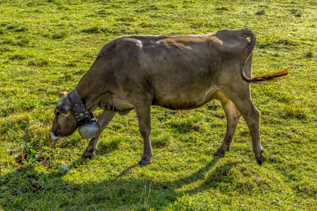 Обои картинки фото животные, коровы,  буйволы, alpine, milk, cow