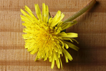Картинка цветы одуванчики желтый одуванчик весна макро