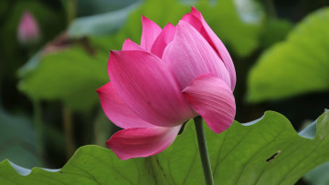 Картинка цветы лотосы розовый лотос макро бутон