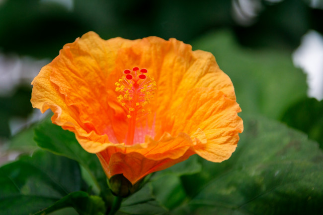 Обои картинки фото цветы, гибискусы, оранжевый, гибискус, макро
