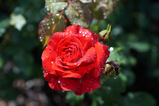 Обои картинки фото цветы, розы, красная, роза, бутоны, макро, капли