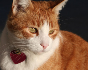 Картинка животные коты рыжий кот