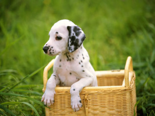 Картинка животные собаки щенок далматинец корзина
