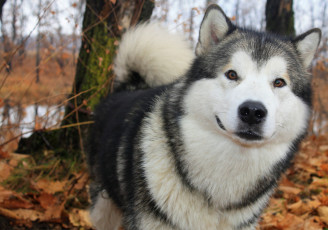 Картинка животные собаки аляскинский маламут осень собака