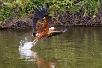 Картинка животные птицы хищники вода охота